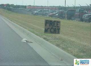 free_cat.jpg